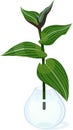 Cutting of wandering Jew plant Tradescantia fluminensis with green leaves in glass vase with water